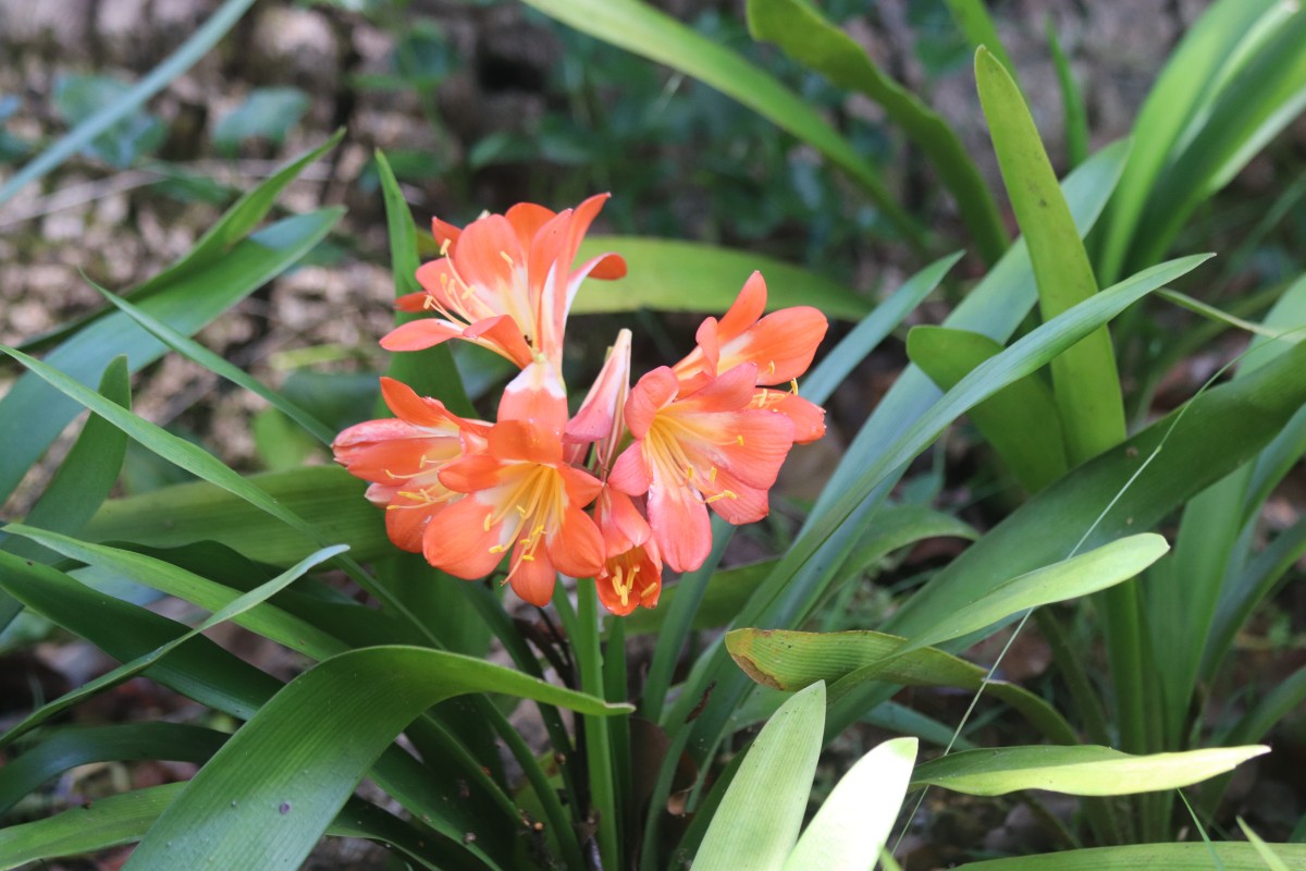 Clivia miniata (Lindl.) Verschaff.